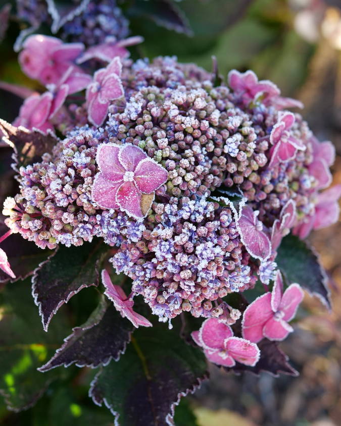 Frosty mountain hydrangea flowers